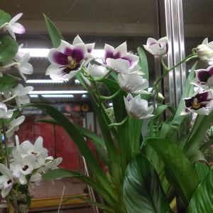 Meet your Posher, Flores